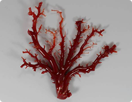 高知県産 血赤珊瑚 原木