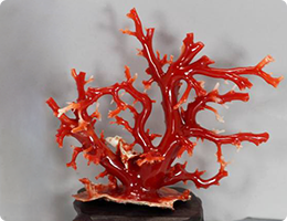高知県産 血赤珊瑚 原木置物